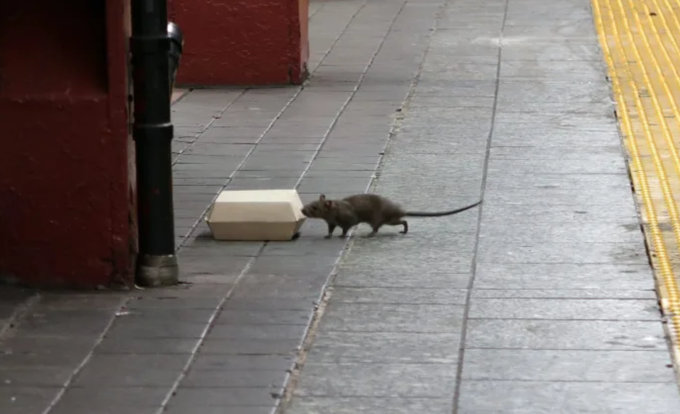 미국 뉴욕시가 개체수가 크게 증가하고 있는 쥐 퇴치에 골머리를 앓고 있다. 